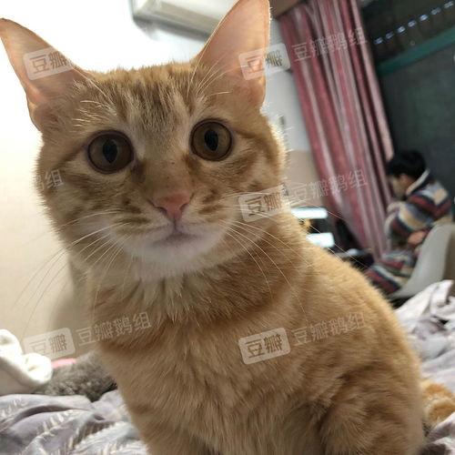 小橘猫照片,小橘猫的可爱日常